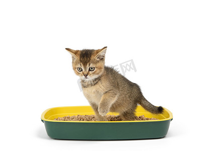 金毛小猫直接坐在带木屑的塑料马桶里，给苏格兰龙猫打勾