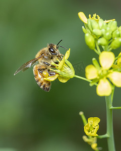 蜜蜂或蜜蜂在花上的形象收集花蜜。