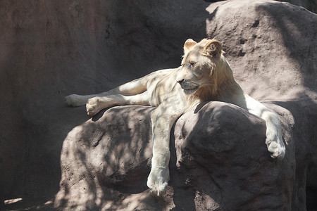 天猫头摄影照片_白狮子在动物园的树荫下休息