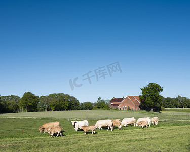 荷兰恩斯赫德和奥尔登扎尔附近屯特乡村景观中的金发 daquitaine 奶牛