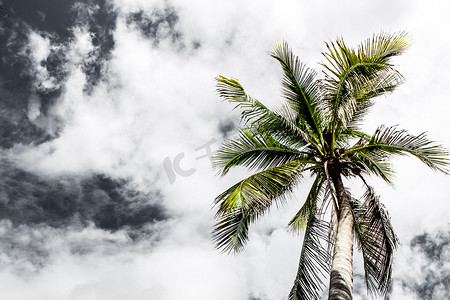 椰树下仰望天空