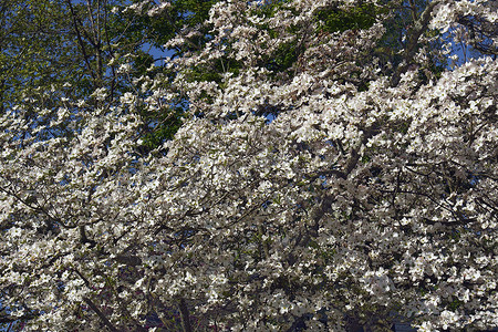 山茱萸科摄影照片_在开花的开花的山茱萸树