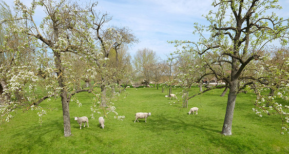 小羊摄影照片_蓝天下春天果园里的绵羊和小羊