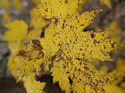 叶子变黄变红变褐摄影照片_秋天的季节性颜色变化 o 树叶变黄