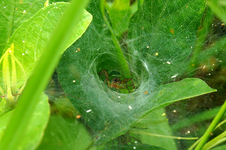 蜘蛛里面的蜘蛛巢穴