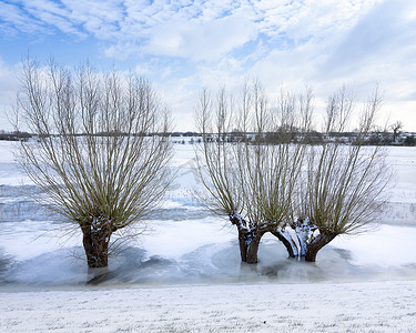 树支摄影照片_荷兰冬季泛滥飞机冰中的树木靠近荷兰乌得勒支赫维尔鲁格和莱茵河上的阿梅龙根