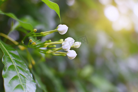 栀子花茉莉花特写