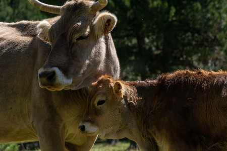 母牛与小牛、牲畜和牛动物主题。