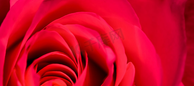 植物学概念，邀请卡-柔和的焦点，抽象花卉背景，红玫瑰花。