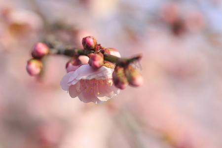 美丽的梅花