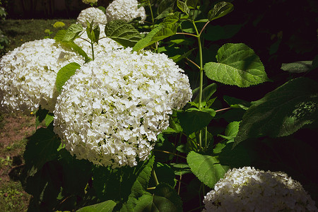 植物特征摄影照片_一株灿烂的白色八仙花属植物的特写镜头有它的特征花的。