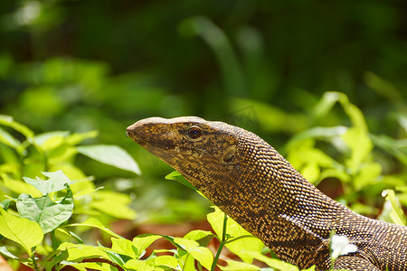 热带雨林中的孟加拉巨蜥。