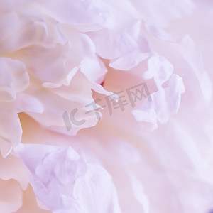 柔和的焦点，抽象的花卉背景，淡粉色的牡丹花瓣。