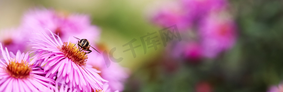 花园里有蜜蜂的秋翠菊美丽的粉红色花朵