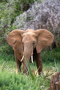 大象在植物之间的大草原上行走