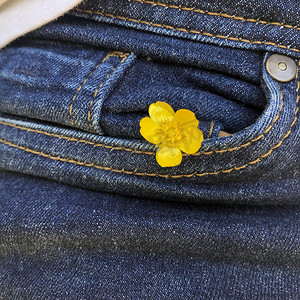 牛仔裤口袋特写，口袋里有一朵黄色的毛茛花