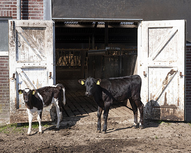 荷兰老农场谷仓门外的黑白斑点小牛