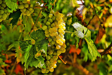 藤蔓摄影照片_一串白葡萄挂在长着绿叶的藤蔓上。
