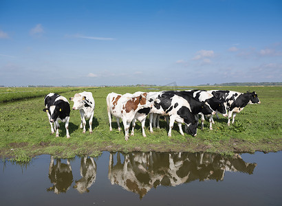 荷兰阿默斯福特附近荷兰草地上的年轻斑点奶牛