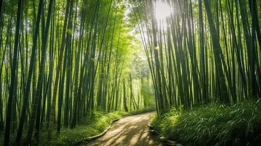 水墨竹子雨摄影照片_竹林小道