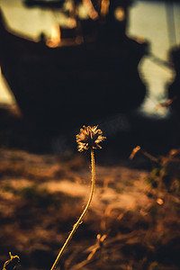 草花晚上复古风格