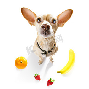 饿狗吃纯素健康水果