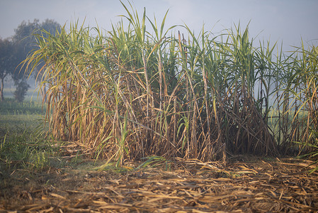 甘蔗收获季节，甘蔗庄稼准备收获。