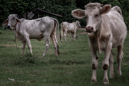 夏日夜晚，田野上的白牛。