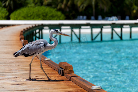马尔代夫，一只当地的鸟站在桥上