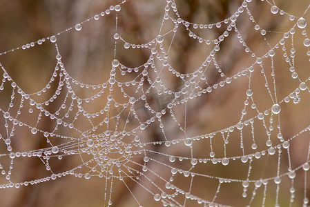 带有珍珠形露珠的蜘蛛网