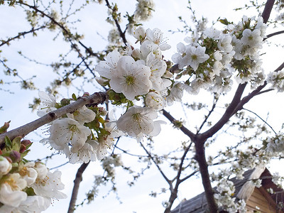 福满迎春摄影照片_绝世杏花迎春蓝天。