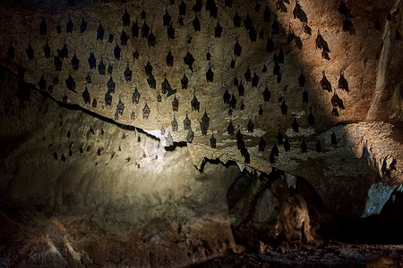 一群蝙蝠睡在洞穴的天花板上。