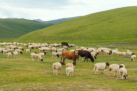 羊风景摄影照片_羊在草地上的照片。