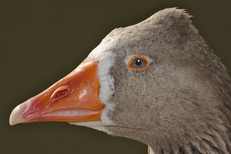 牙线摄影照片_棕色和灰色的鸭子