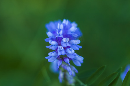 蓝色花朵特写。
