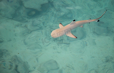 鱼鳍鲨鱼摄影照片_鲨鱼在水中游泳
