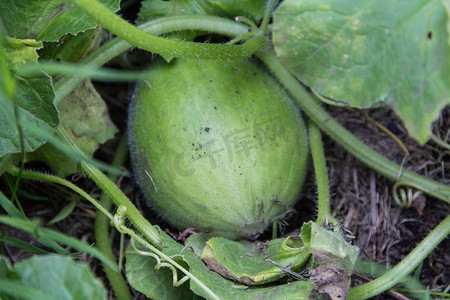 甜瓜种植摄影照片_在有机花园种植青瓜