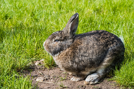 灰色小兔子野兔坐在绿草上。