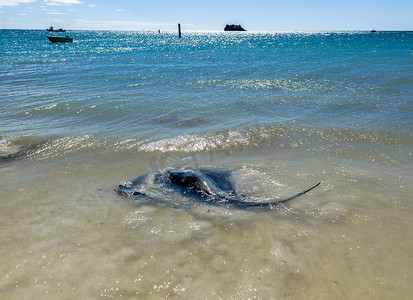 做个很哇塞的人摄影照片_大黑黄貂鱼在西澳大利亚州哈梅林湾的浅岸游泳