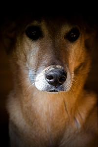 在街上遭受动物虐待的流浪狗的肖像