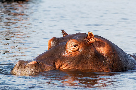 全国爱眼摄影照片_河马 Hippopotamus 的肖像