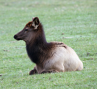 “麋鹿。照片摄于华盛顿州西北迷航野生动物园。”