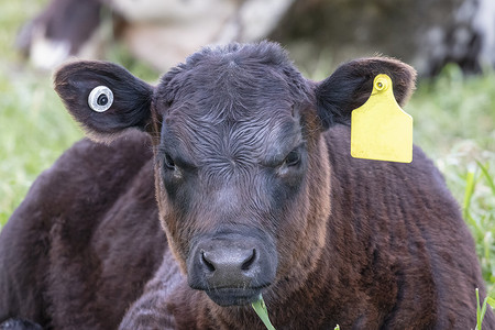 一头棕色小牛坐在澳大利亚地区绿色牧场的地上