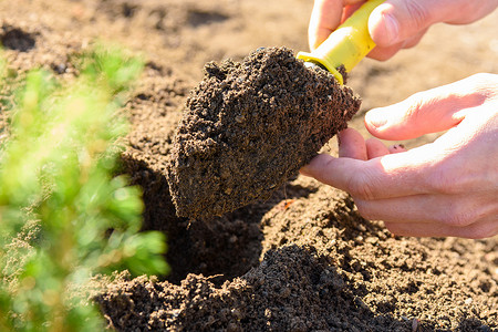 手用勺​​子挖洞种植植物幼苗