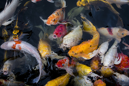 烫金色锦鲤摄影照片_锦鲤鱼，五颜六色的花式鱼特写在池塘里游泳。