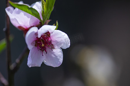 春天盛开的桃花摄影照片_桃花 2 的宏观细节