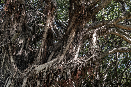 榕树 (Ficus benjamina) 大而古老，生长在公园里，被称为哭泣无花果、本杰明无花果或榕树。