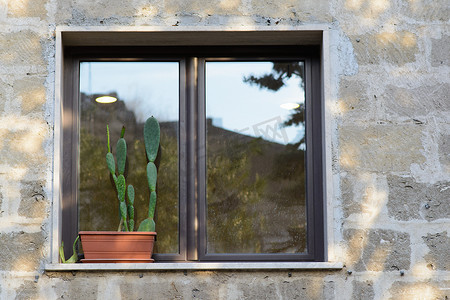 窗台植物