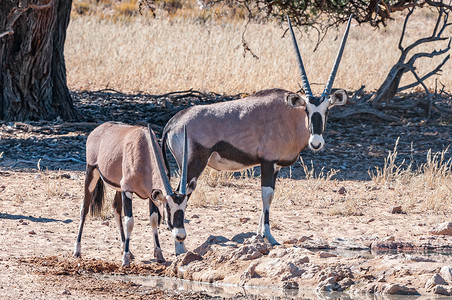 在干旱的 Kgalagadi 水坑中的大羚羊