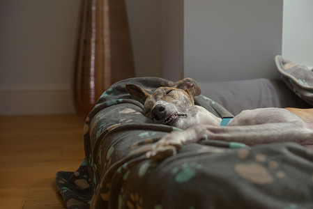 舒适的宠物灰狗在她的狗床上睡觉时露出牙齿。